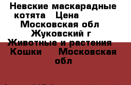 Невские маскарадные котята › Цена ­ 5 000 - Московская обл., Жуковский г. Животные и растения » Кошки   . Московская обл.